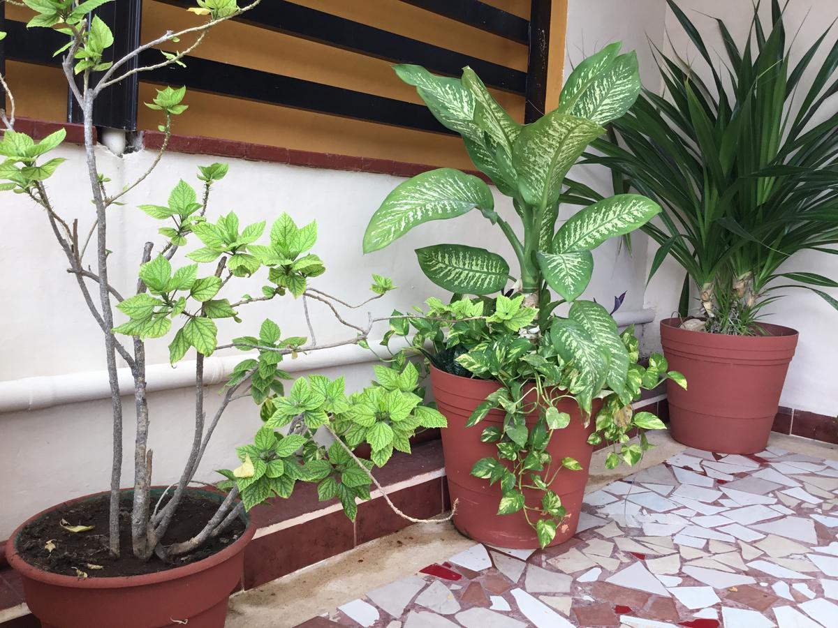 Hotel Pension San Juan Playa del Carmen Extérieur photo